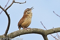 Fire Island, Suffolk County, NY, carolina wren, singing