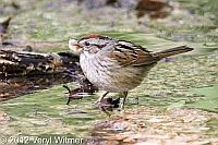 swamp sparrow, central park, ny, veryl witmer, birds of central park