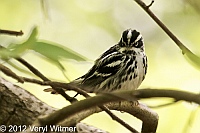 Black-and-white Warbler, The Ramble, Central Park, NY, Apr. 30, 2012