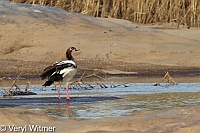 Egyptian Goose, Kruger National Park, Mpumalanga, South Africa