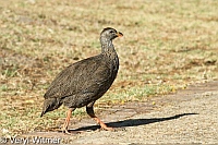 Cape Spurfowl, Cape Town, Signal Hill, South Africa