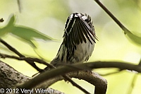 Black-and-white Warbler, The Ramble, Central Park, NY, Apr. 30, 2012