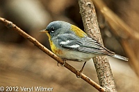 Northern Parula, The Ramble, Central Park, NY, Apr. 30, 2012