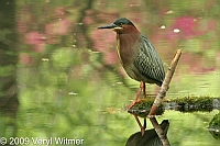 Green heron, azalea pond, the ramble, central park, NY