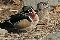 wood ducks, harlem meer, central park, NY