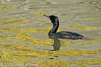 double-crested cormorant, the lake, central park, ny