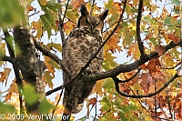 great horned owl, the pinetum, central park, ny