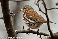 fox sparrow, the ramble, central park, ny