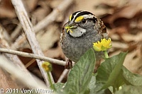 white-throated sparrow, central park, ny