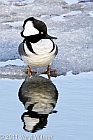 Hooded Merganser, the reservoir, Central Park, ny