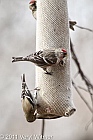 common redpoll, american goldfinch, central park, ny, the ramble