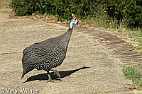 Cape Town, Helmeted Guineafowl, Signal Hill, South Africa
