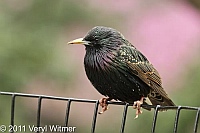 european starling, turtle pond, central park, ny