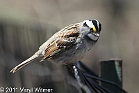 white-throated sparrow, central park, ny