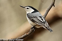 white-breasted nuthatch, central park, ny