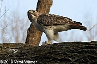 Red-tailed hawk, central park, ny