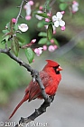 northern cardinal, central park, ny