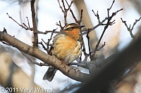 varied thrush, central park, ny the ramble