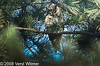 long-eared owl, the pinetum, central park, ny