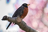america robin, central park, ny