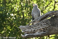 African Harrier-hawk (Gymnogene), Kruger National Park, Mpumalanga, South Africa