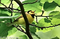 hooded warbler, the ramble, central park, NY