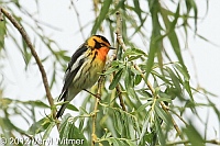 blackburnian warbler, fire island, suffolk county, may 4, 2012