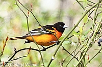 baltimore oriole, fire island, suffolk county, may 4, 2012