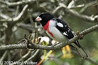 rose-breasted grosbeak, fire island, suffolk county, may 4, 2012