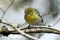 yellow-throated vireo, fire island, suffolk county, may 4, 2012