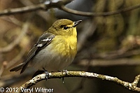 yellow-throated vireo, fire island, suffolk county, may 4, 2012
