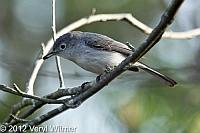 blue-gray gnatcatcher, fire island, suffolk county, may 4, 2012
