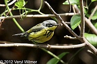 magnolia warbler, fire island, suffolk county, may 6, 2012