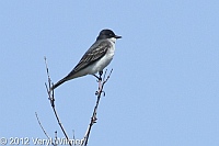 eastern kingbird, fire island, suffolk county, may 6, 2012
