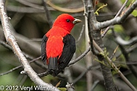 Scarlet Tanager, fire island, suffolk county, may 6, 2012
