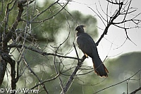 Grey Go-away-bird (Lourie), Kruger National Park, Mpumalanga, South Africa