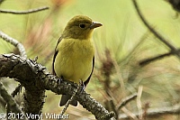 Scarlet Tanager, fire island, suffolk county, may 6, 2012