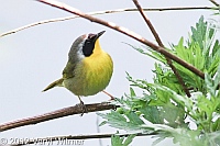 Common Yellowthroat, Central Park, NY
