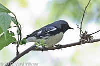 Black-throated Blue Warbler, The Ramble, Central Park, ny