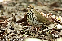 ovenbird, Central park, ny