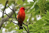 scarlet tanager, the pool, central park, ny