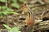 chipmunk, north woods, central park, ny, may 7 2012