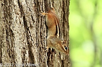 chipmunk, north woods, central park, ny, may 7 2012