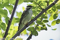 blackpoll warbler, central park, ny, the ramble