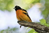 baltimore oriole, the ramble, central park, ny