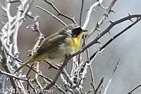 common yellowthroat, fire island, suffolk county, ny