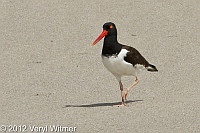 American oystercatcher, fire island, ny, fire island birds, fire island wildlife