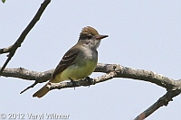 great crested flycatcher, fire island, suffolk county. ny