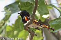 american redstart, fire island, ny