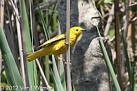 yellow warbler, fire island, ny